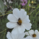 Illustration for article titled Native bees are better pollinators than honeybees.